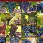 Giống Nho nào cũng phù hợp để ủ trong thùng Gỗ Sồi?