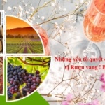 Những yếu tố quyết định đến hương vị Rượu vang ! Bạn đã biết?