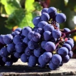 Vua của các giống nho: Cabernet Sauvignon