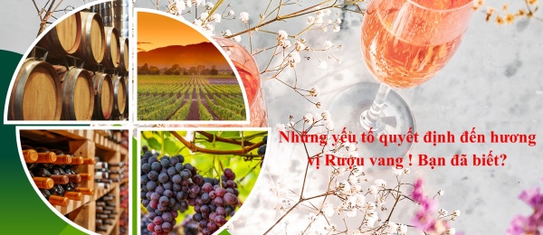 Những yếu tố quyết định đến hương vị Rượu vang ! Bạn đã biết?