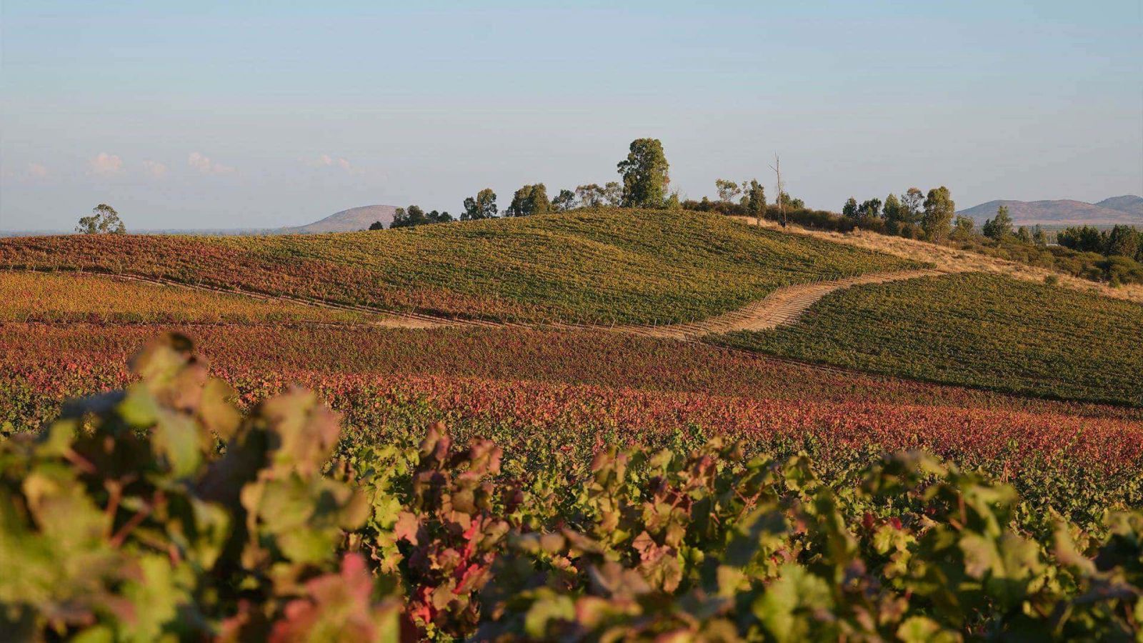 AROMA Wine