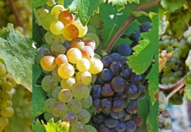 Giống Nho nào cũng phù hợp để ủ trong thùng Gỗ Sồi?