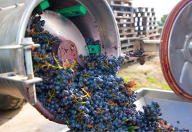 Tannin Trong Rượu Vang Là Gì?