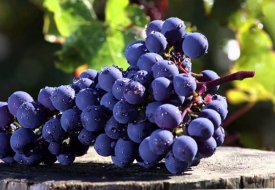 Vua của các giống nho: Cabernet Sauvignon